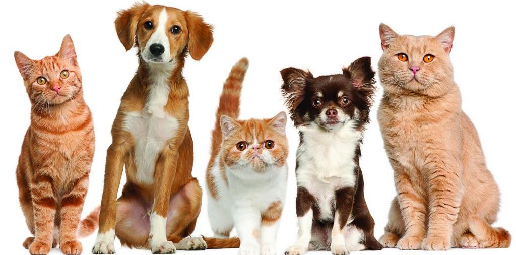 Доска объявлений о животных | ЗооТом - продажа, вязка и услуги для животных в Курильске