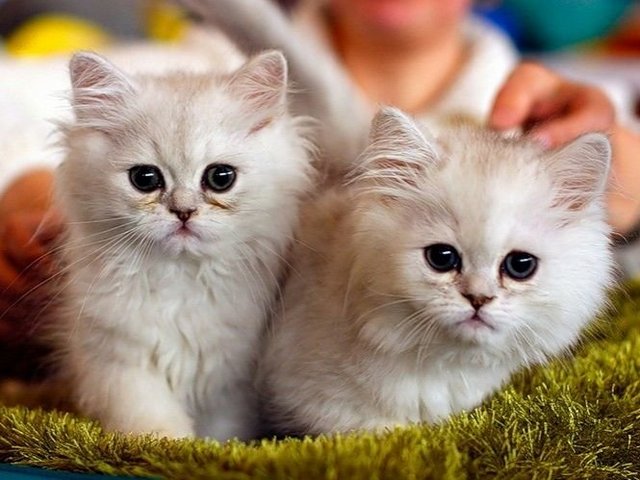 Породы кошек в Курильске | ЗооТом портал о животных