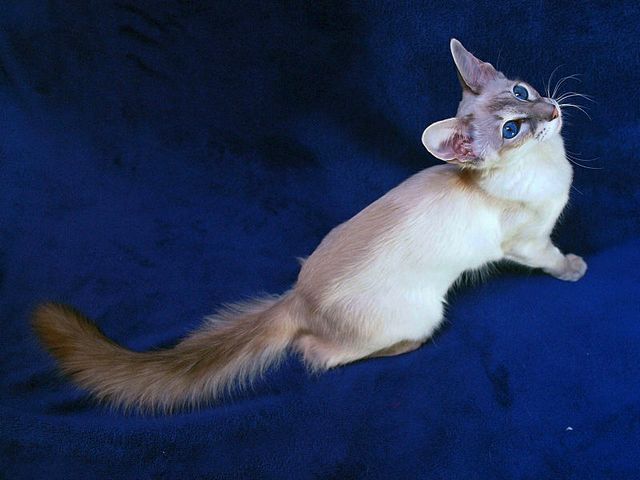 Выведенные породы кошек в Курильске | ЗооТом портал о животных