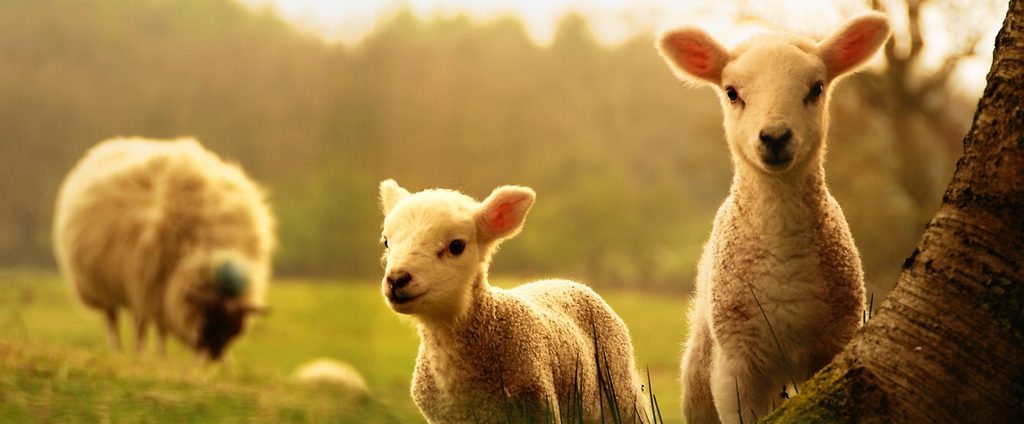 Объявления о сельскохозяйственных животных | ЗооТом - продажа, вязка и услуги для животных в Курильске