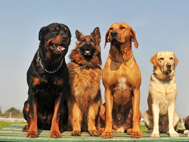 Крупные породы собак в Курильске | ЗооТом портал о животных